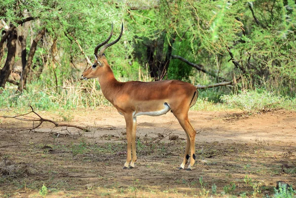 Impala antiloper, Tanzania, Afrika — Stockfoto