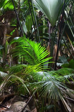Orman Valle de Mai Seychelles adaları 