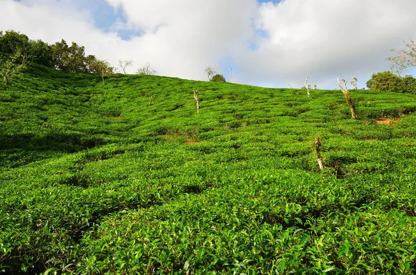 Islas Seychelles, plantación de té — Foto de Stock