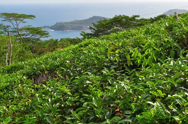 Islas Seychelles, plantación de té — Foto de Stock