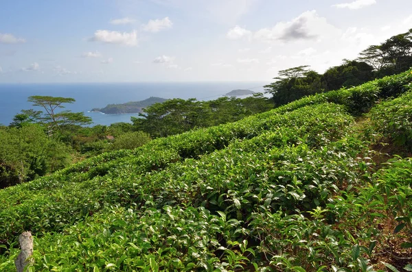 Islas Seychelles, plantación de té — Foto de Stock