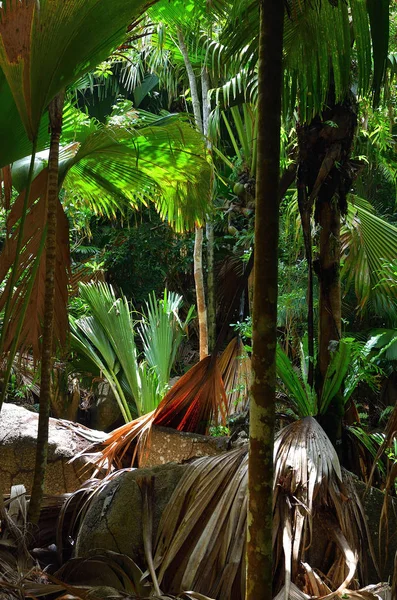 Jungle Valle de Mai nas ilhas Seychelles Imagem De Stock