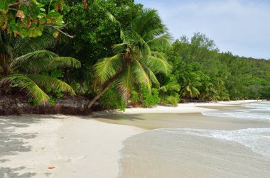 Seyşel Adaları tropikal plaj 