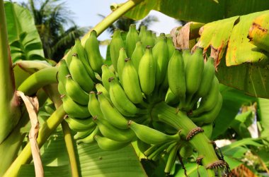 Salkım muzu palmiye ağacı üzerinde