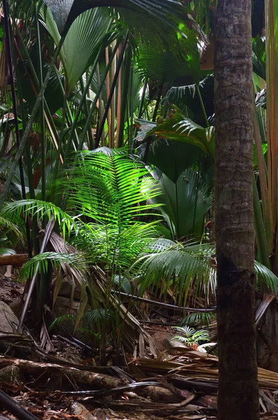 塞舌尔群岛上的丛林山谷 — 图库照片