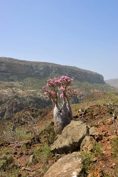 Üveg fa a Socotra sziget, Jemen — Stock Fotó