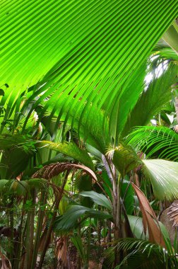 Orman Valle de Mai Seychelles adaları 
