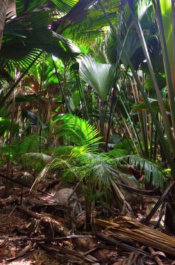 Orman Valle de Mai Seychelles adaları 
