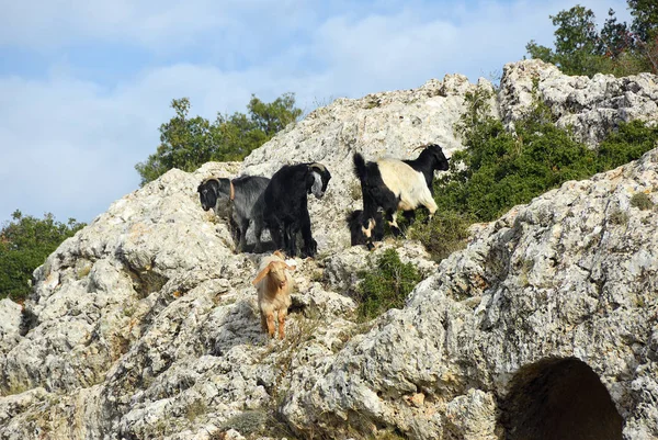 Goats on the ancient roman tombs,  Turkey — Stock Photo, Image