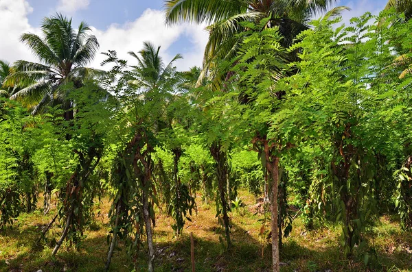 Tropical vanilla plantation — Stock Photo, Image