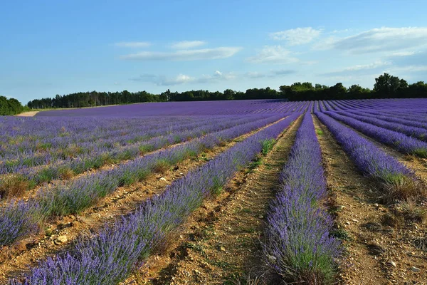 Lawendowe pole, Francja — Zdjęcie stockowe