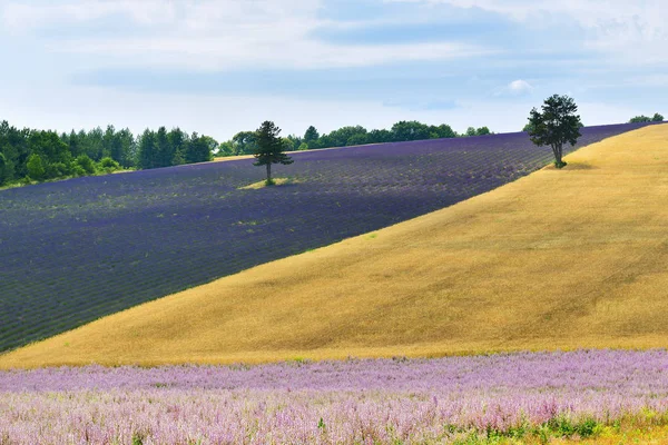 Provence scenery, France — Stock Photo, Image