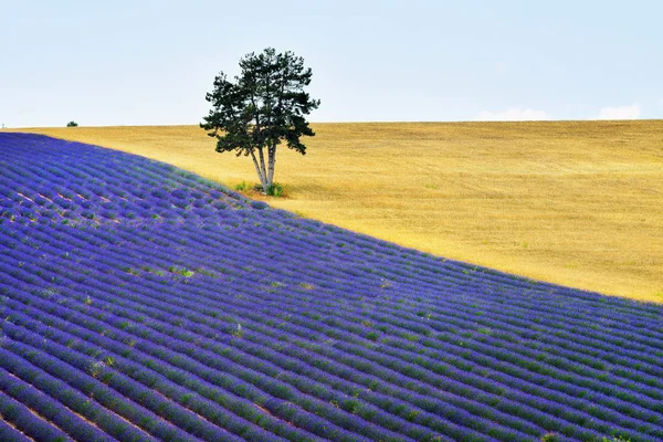 Atemberaubende Landschaft Mit Lavendel Und Weizenfeldern Morgengrauen Provence Frankreich — Stockfoto