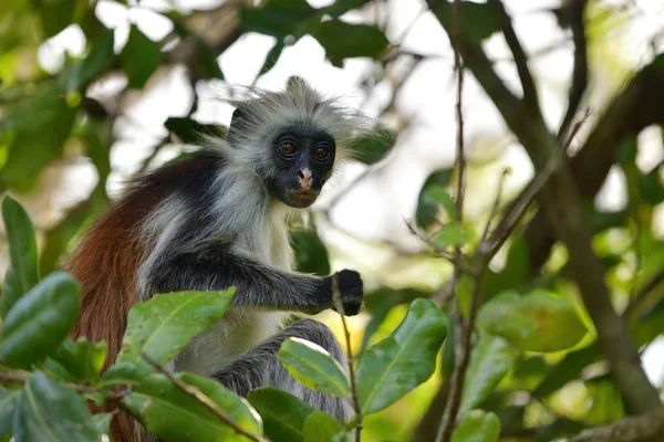 Zanzibar red colobus v Jozanském lese. Tanzanie, Afrika — Stock fotografie