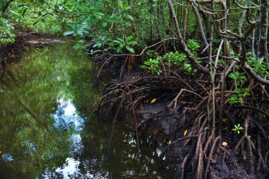 Mangrove Jozani Ormanı, Zanzibar, Tanzanya, Afrika