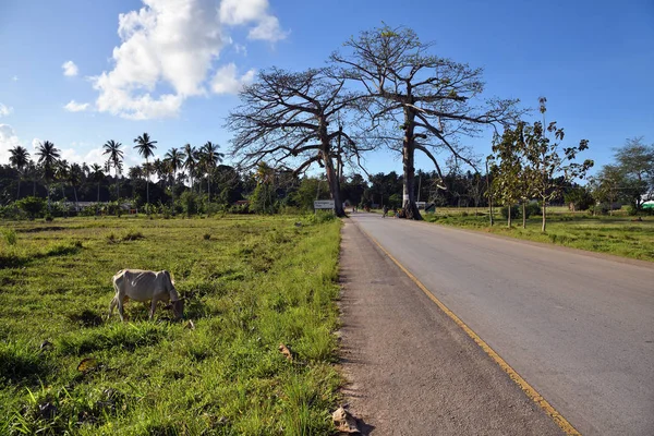 African road, Zanzibar, Tanzania, Africa — Stock Photo, Image
