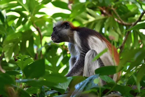 Zanzibar colobus vermelho na floresta de Jozani. Tanzânia, África — Fotografia de Stock