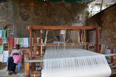 Weaver, Zanzibar, Tanzanya, Afrika