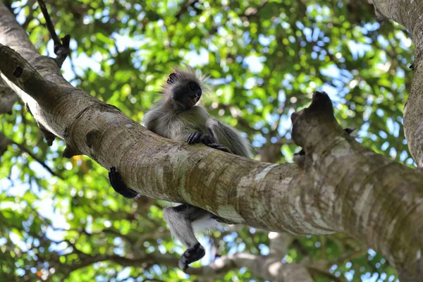 Colobo rojo Zanzíbar en el bosque de Jozani. Tanzania, África —  Fotos de Stock