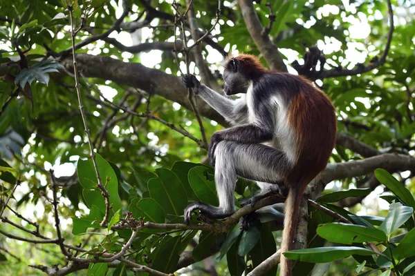 Colobo rojo Zanzíbar en el bosque de Jozani. Tanzania, África — Foto de Stock