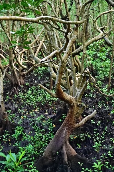 Manguezal Jozani forest, Zanzibar, Tanzânia, África — Fotografia de Stock