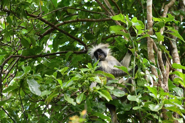 Zanzibar red colobus v Jozanském lese. Tanzanie, Afrika — Stock fotografie