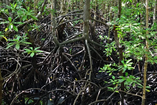 Mangrove Jozani forest, Zanzibar, Tanzania, Africa — Stock Photo, Image