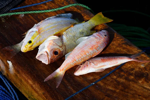 Nyfångad fisk. Zanzibar, Tanzania, Afrika — Stockfoto