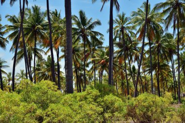 Zanzibar manzarası, Tanzanya, Afrika