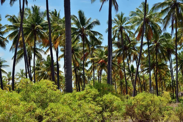 Zanzibar scenery, Tanzania, Africa — Stock Photo, Image