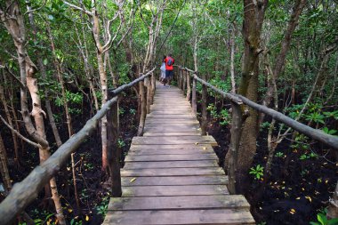 Mangrove 'daki tahta köprü Jozani Ormanı, Zanzibar, Tanzanya, Afr