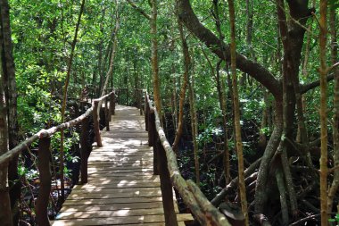 Mangrove 'daki tahta köprü Jozani Ormanı, Zanzibar, Tanzanya, Afr