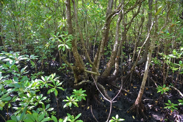 Mangrove Jozani erdő, Zanzibár, Tanzánia, Afrika — Stock Fotó