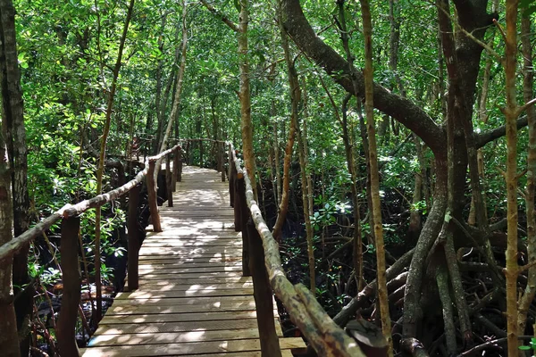 Pont en bois dans la mangrove forêt de Jozani, Zanzibar, Tanzanie, Afr — Photo