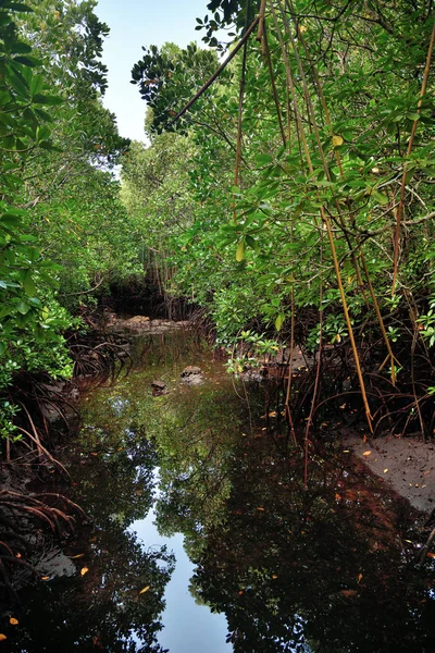 Mangrove Jozani erdő, Zanzibár, Tanzánia, Afrika — Stock Fotó