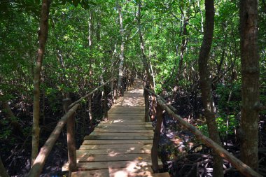 Mangrove 'daki tahta köprü Jozani Ormanı, Zanzibar, Tanzanya, Afr
