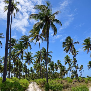 Afrika yolu, Zanzibar, Tanzanya, Afrika