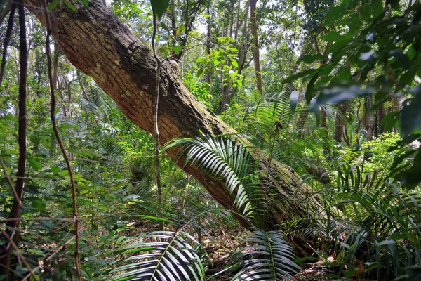Floresta tropical Jozani. Zanzibar, Tanzânia, África — Fotografia de Stock