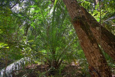 Jozani yağmur ormanları. Zanzibar, Tanzanya, Afrika