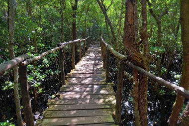 Mangrove 'daki tahta köprü Jozani Ormanı, Zanzibar, Tanzanya, Afr