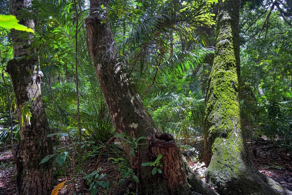 Jozani rain forest. Zanzibar, Tanzania, Africa — Stock Photo, Image