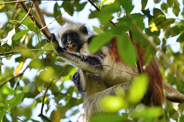 Colobo rojo Zanzíbar en el bosque de Jozani. Tanzania, África — Foto de Stock