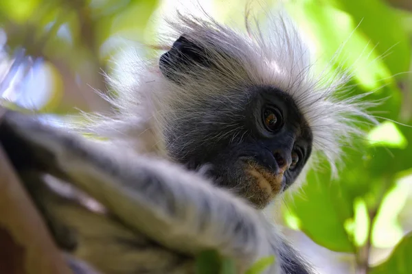 Zanzibar colobus vermelho na floresta de Jozani. Tanzânia, África — Fotografia de Stock