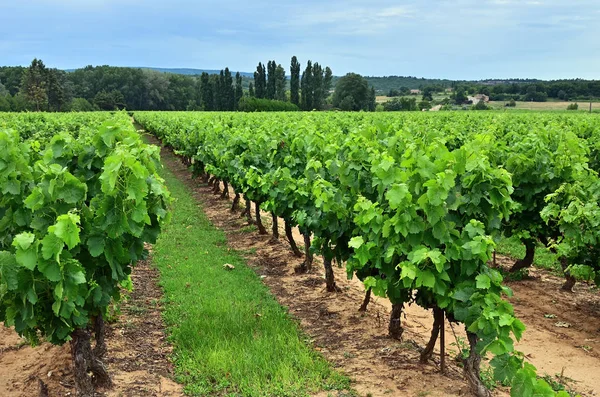 Vineyard Provence, Γαλλία — Φωτογραφία Αρχείου