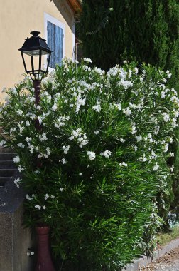Fontaine de Vaucluse, Provence, Fransa. Oleander