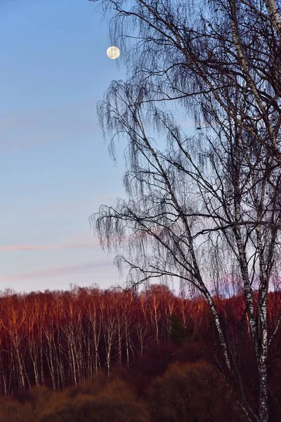 Beautiful Landscape Birch Grove Moon Sky Sunset Russia Moscow Region — Stock Photo, Image