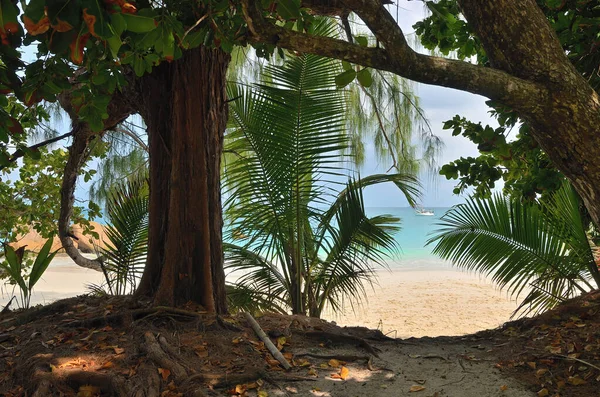 Vägen Till Tropisk Sandstrand Med Granitklippor Seychellerna Morgonen Praslin Anse — Stockfoto