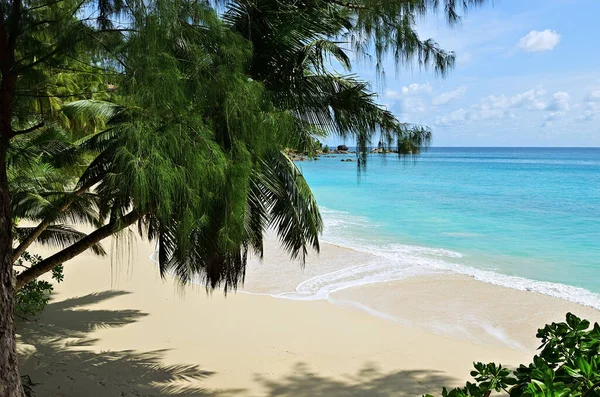 Una Palmera Inclina Sobre Una Playa Arena Las Islas Seychelles — Foto de Stock