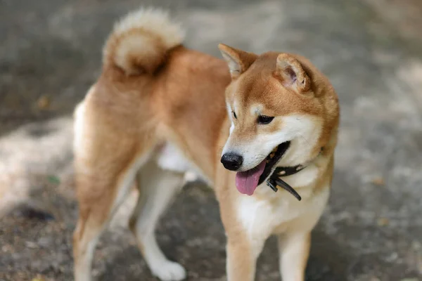 Portret Van Een Shiba Inu Hond Die Buiten Loopt — Stockfoto