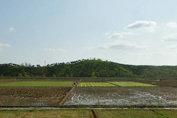 Αγροτικό Τοπίο Της Βόρειας Κορέας Αγροτεμάχια Ρυζιού Κοντά Στην Πιονγιάνγκ — Φωτογραφία Αρχείου
